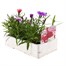 Dianthus Diana Mixed 6 Pack Boxed Bedding Alternative Image
