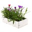 Dianthus Diana Mixed 6 Pack Boxed Bedding Alternative Image