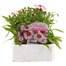 Dianthus Diana Red Centred White 6 Pack Boxed Bedding  Alternative Image