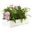 Dianthus Diana Red Centred White 6 Pack Boxed Bedding  Alternative Image