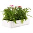 Dianthus Diana Red Centred White 6 Pack Boxed Bedding  Alternative Image
