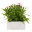 Dianthus Diana Red Centred White 6 Pack Boxed Bedding  Alternative Image