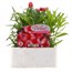 Dianthus Diana Scarlet Pictoee 6 Pack Boxed Bedding  Alternative Image