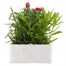 Dianthus Diana Scarlet Pictoee 6 Pack Boxed Bedding  Alternative Image