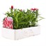 Dianthus Diana Scarlet Pictoee 6 Pack Boxed Bedding  Alternative Image