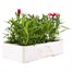 Dianthus Diana Scarlet Pictoee 6 Pack Boxed Bedding  Alternative Image