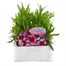 Dianthus Raspberry Parfait 6 Pack Boxed Bedding Alternative Image