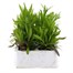 Dianthus Raspberry Parfait 6 Pack Boxed Bedding Alternative Image