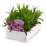 Dianthus Raspberry Parfait 6 Pack Boxed Bedding Alternative Image