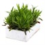 Dianthus Raspberry Parfait 6 Pack Boxed Bedding Alternative Image