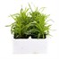 Dianthus Strawberry Parfait 6 Pack Boxed BeddingAlternative Image2