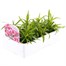 Dianthus Strawberry Parfait 6 Pack Boxed BeddingAlternative Image3