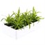 Dianthus Strawberry Parfait 6 Pack Boxed BeddingAlternative Image4
