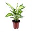 Dieffenbachia Camilla HouseplantAlternative Image4