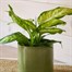 Dieffenbachia Camilla HouseplantAlternative Image1