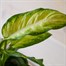 Dieffenbachia Camilla HouseplantAlternative Image2