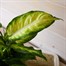 Dieffenbachia Camilla HouseplantAlternative Image3