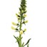 Digitalis F1 Dalmation Cream 3L Pot PerennialAlternative Image1