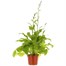 Digitalis F1 Mixed 3L Pot PerennialAlternative Image1