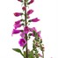 Digitalis F1 Dalmation Purple 3L Pot PerennialAlternative Image2