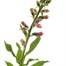 Digitalis F1 Dalmation Rose 3L Pot PerennialAlternative Image1