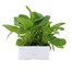 Digitalis Foxy Mix 6 Pack Boxed Bedding Alternative Image