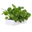 Digitalis Foxy Mix 6 Pack Boxed Bedding Alternative Image