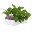 Digitalis Foxy Mix 6 Pack Boxed Bedding Alternative Image