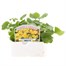 Doronicum Easter Daisy 6 Pack Boxed Bedding Alternative Image