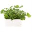 Doronicum Easter Daisy 6 Pack Boxed Bedding Alternative Image