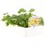 Doronicum Easter Daisy 6 Pack Boxed Bedding Alternative Image