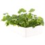 Doronicum Easter Daisy 6 Pack Boxed Bedding Alternative Image