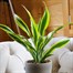 Dracaena Lemon and Lime Houseplant - 17cm PotAlternative Image1