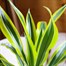 Dracaena Lemon and Lime Houseplant - 17cm PotAlternative Image2