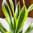 Dracaena Lemon and Lime Houseplant - 17cm PotAlternative Image3