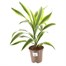 Dracaena Lemon and Lime Houseplant - 17cm PotAlternative Image4