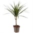 Dracaena Marginata HouseplantAlternative Image3