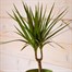 Dracaena Marginata HouseplantAlternative Image1