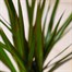 Dracaena Marginata HouseplantAlternative Image2