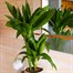 Dracena Janet Craig Houseplant - 17cm PotAlternative Image1