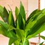 Dracena Janet Craig HouseplantAlternative Image2