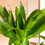 Dracena Janet Craig Houseplant - 17cm PotAlternative Image2