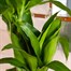 Dracena Janet Craig HouseplantAlternative Image3