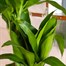 Dracena Janet Craig Houseplant - 17cm PotAlternative Image3