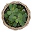 Drypot Rattan Bowl Planter - 30 x 11cm (901259)Alternative Image1