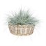 Drypot Rattan Bowl Planter - 40 x 20cm (901258)Alternative Image1