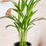 Dypsis Lutescens Chrysalidocarpus Houseplant - 24cm PotAlternative Image1