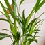 Dypsis Lutescens Chrysalidocarpus Houseplant - 24cm PotAlternative Image2