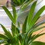 Dypsis Lutescens HouseplantAlternative Image3