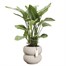 Elho 43cm Amber Roll Low Balanced Beige Premium Plant Pot Alternative Image